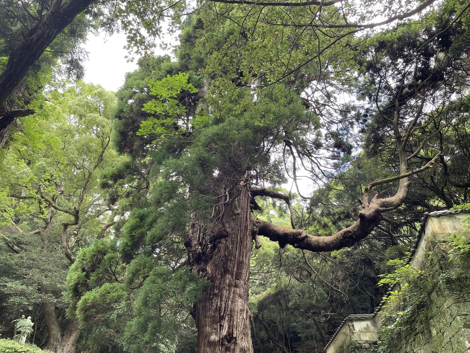対馬