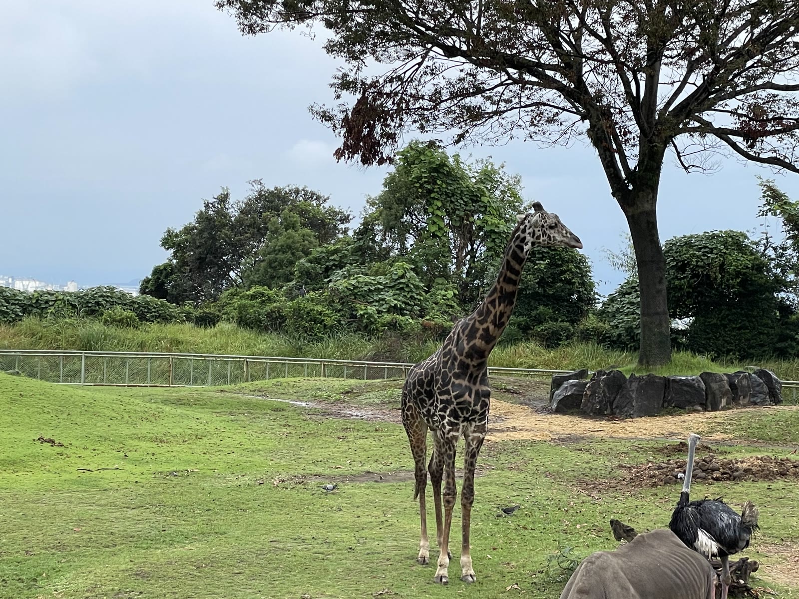 平川動物公園の芝生の広場に立つキリン