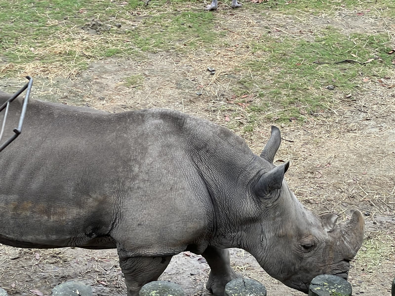 平川動物公園のサイ