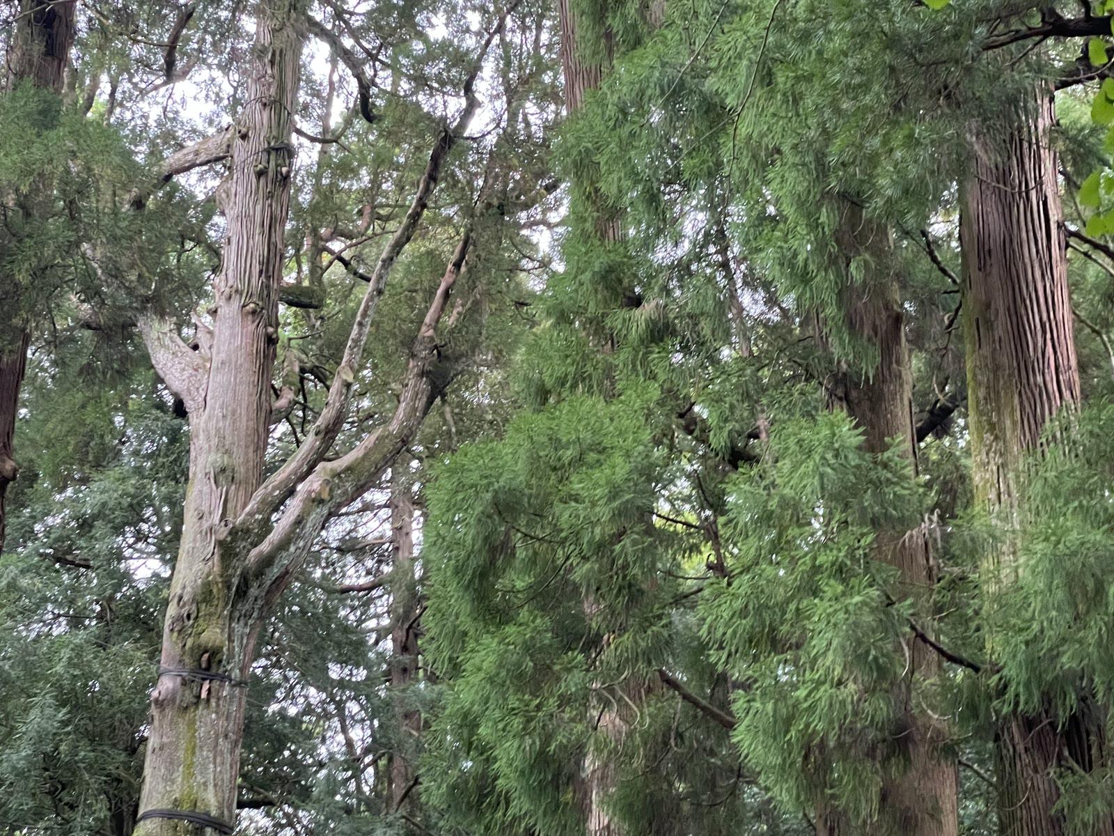 高千穂神社の境内にそびえる大きな杉の木